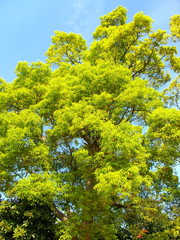 初夏の青空と楠木