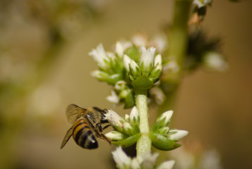 bee on flower
