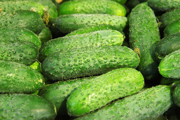 Cucumbers. Ripe fresh cucumbers as background	