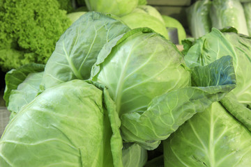 Obraz premium cabbage from field. cabbage background. cabbage harvest. 
