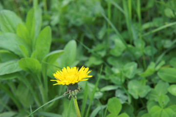 Dandelion in the morning grass