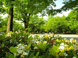 シャリンバイの花咲く公園風景