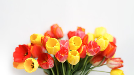 Bunch of red and yellow tulips on centre of the white background