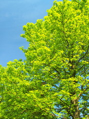 新緑のモミジバフウ