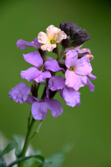 erysimum bowles mauve, purple spring flower macro on a green background