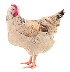 Brown hen isolated.