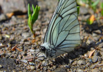 butterfly