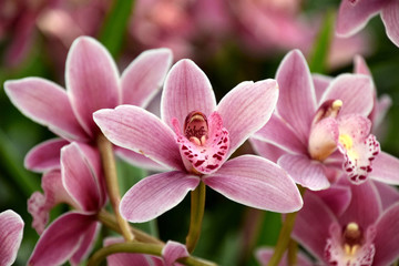 Fototapeta na wymiar Orchid species, beautiful pink orchid blooms