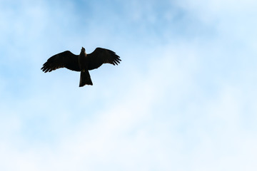 Flying bird of prey, black kite silhouette