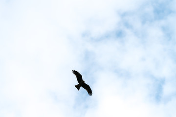 Flying bird of prey, black kite silhouette