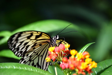 Idea leuconoe, white black butterfly on Lantana camara flower