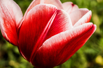 Zartes Rot-Rosa