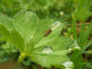 a small grasshopper drinking water