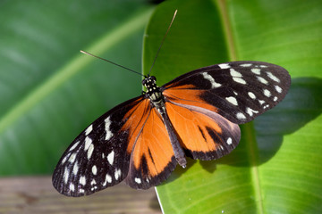 Fototapeta na wymiar heliconius hecale butterfly in nature