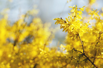 Forsythia, flowering plants in the olive family Oleaceae, yellow flowers. Easter tree, spring background