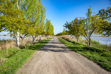 trees road with lake under the sky