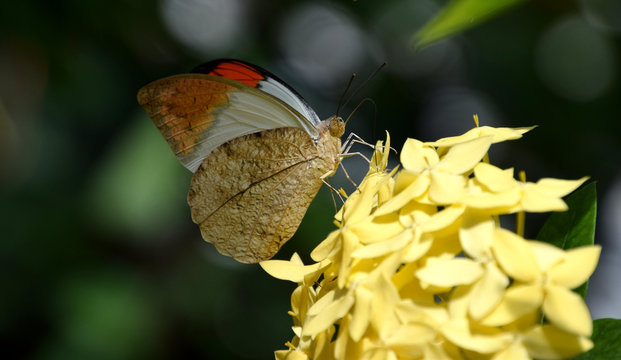 Hebomoia glaucippe butterfly on Ixora flower