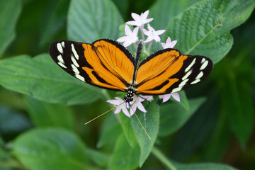 tithorea tarricina, colorful butterfly on white wildflower