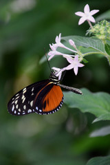 Tithorea tarricina butterfly on white flower