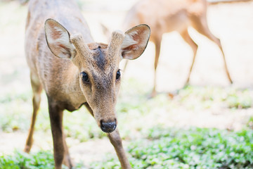 Red deer and hinds walking and eating grass at zoo