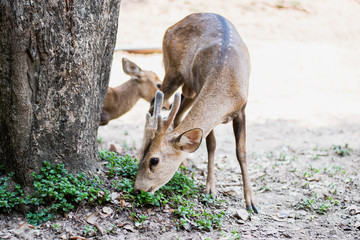 Red deer and hinds walking and eating grass at zoo