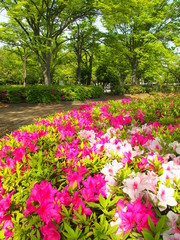 公園の躑躅と新緑の欅