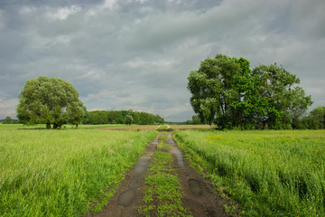 Fototapeta na wymiar Road with puddles through a green meadow with tall grasses, large trees and a cloudy sky