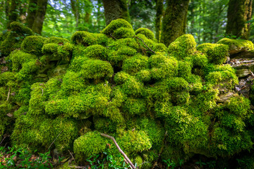 un muret couvert de mousse verte dans une forêt