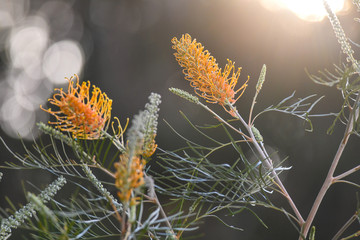Sun Drenched Grevillea