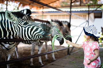 Little child feeding zebra grass at the zoo