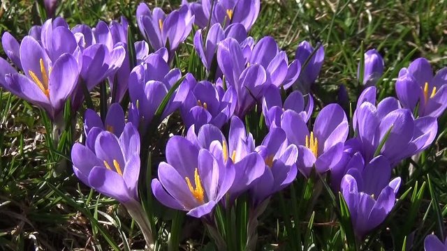 Crocus, crocus bleu, crocus vernus
