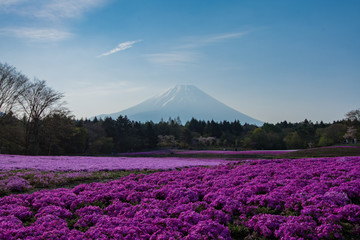 富士山と芝桜