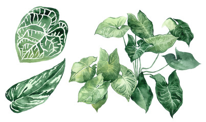 Set of tropical leaves. Jungle, botanical watercolor illustrations, floral elements, palm leaves, fern and others. Hand drawn watercolor set of Anthurium green leaves and home plant, isolated - 266123813