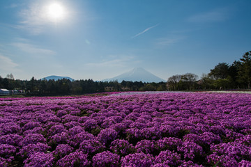 Fototapeta na wymiar 富士山と芝桜