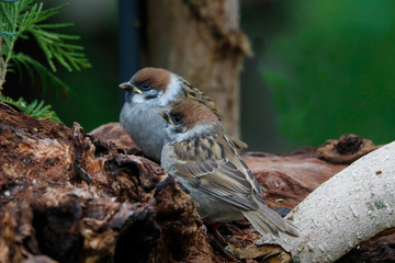 Feldsperlinge oder Feldspatz (Passer montanus) zwei Jungtiere