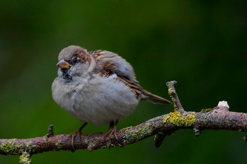 Feldsperling oder Feldspatz (Passer montanus) Jungvogel