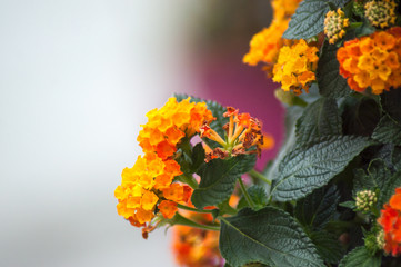 Closeup of orange lantana in an urban park