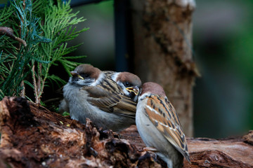 Feldsperling oder Feldspatz (Passer montanus) Kücken bei Fütterung