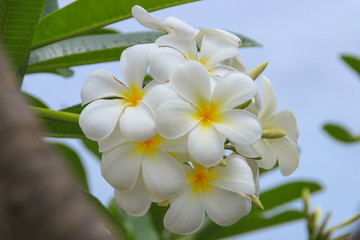 Fototapeta na wymiar A White Plumeria Tree (Frangipani) in Bridgetown Barbados, Caribbean