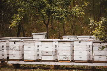 white rustic bees hives outdoor in nature