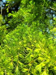 新緑のヒマラヤスギ