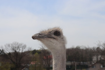 Ostrich 