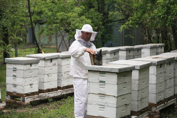 worker in protective clothes standing beside bees hives