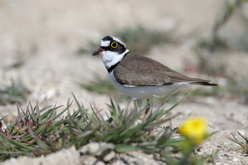 Little ringed plover male in breeding plumage standing on sand close up