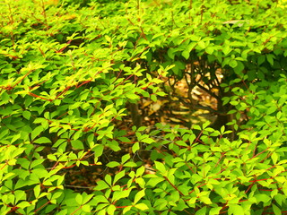 公園緒満天星躑躅の若葉