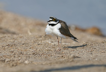 Obraz premium Little ringed plover male in breeding plumage standing on sand close up
