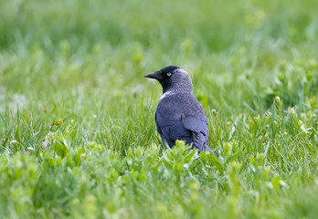 Fototapeta premium Western jackdaw with blue eyes sits on the grass and looks at the photographer.