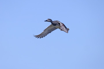 Male gadwall (Mareca strepera) shot during flight