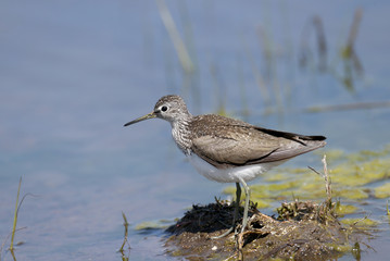 The green sandpiper (Tringa ochropus) stands on the shore of a pond. Close-up and detailed photo