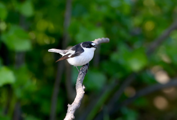 Close-up portrait of a male collared flycatcher (Ficedula albicollis) sitting on a branch against a blurred background. Tick struck under the bird's beak